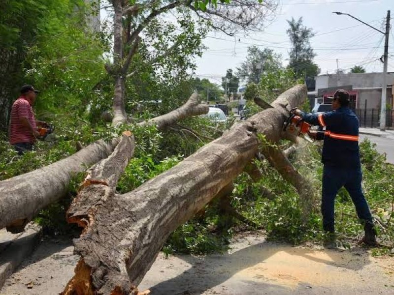 Árboles caídos e inundanciones deja lluvia en Hermosillo