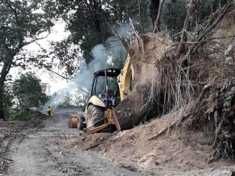 Árboles caídos en zona serrana de Xalisco dejó tormenta Hanna