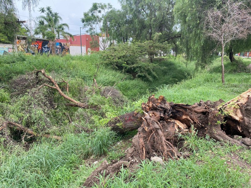 Árboles caídos por fuertes lluvias