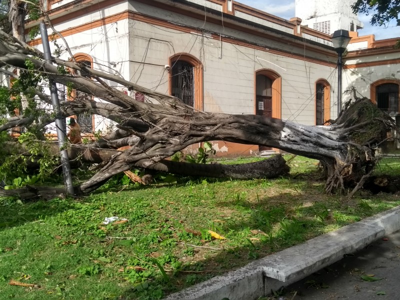 Árboles caídos primeros daños del Frente Frío 10