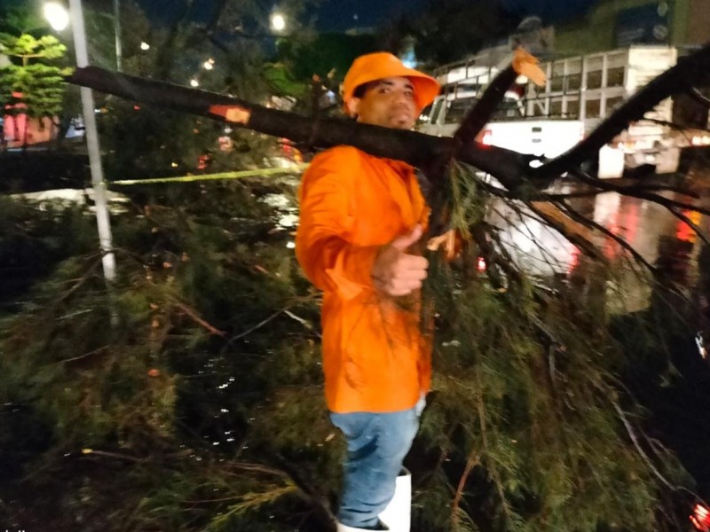 Árboles caídos, principales afectaciones tras lluvias este martes