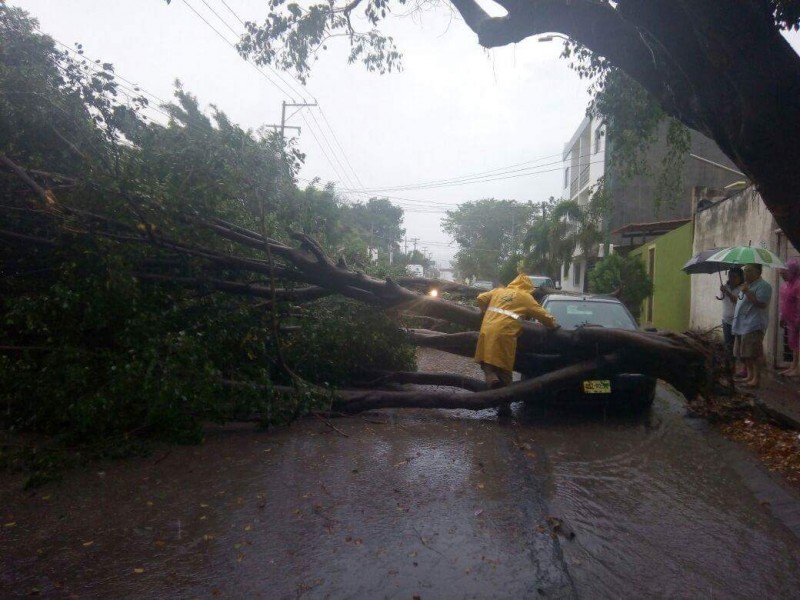 Árboles caídos saldo de lluvias en Tuxtla