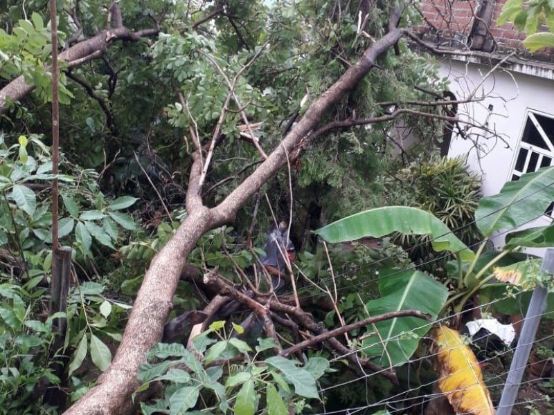 Árboles caídos y apagones dejaron lluvias en la madrugada