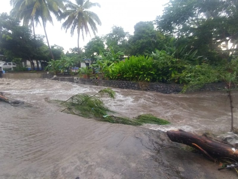 Árboles caídos y casas inundadas deja la lluvia