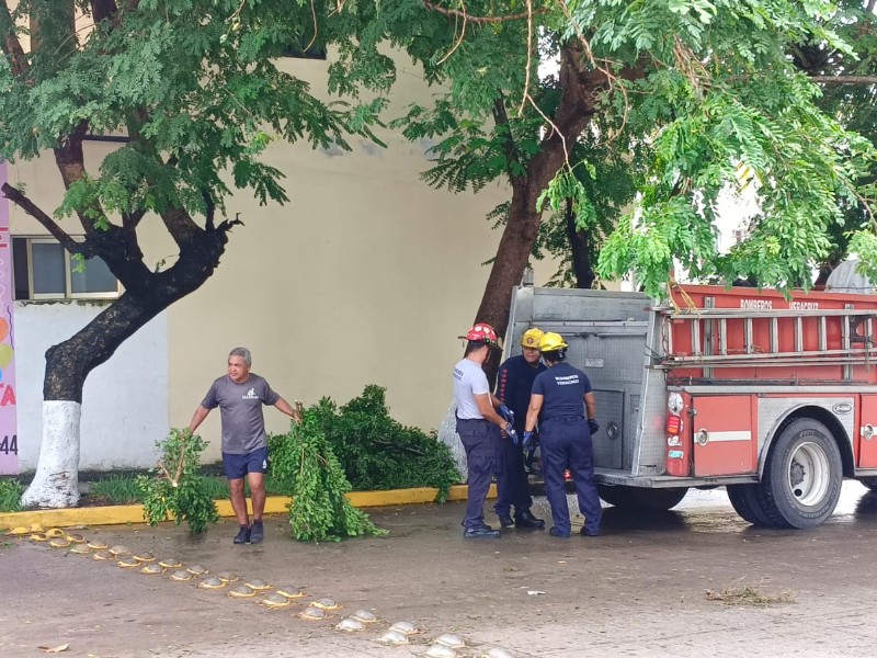 Arboles caídos y desprendimiento de fachada saldo de lluvias en Veracruz Puerto