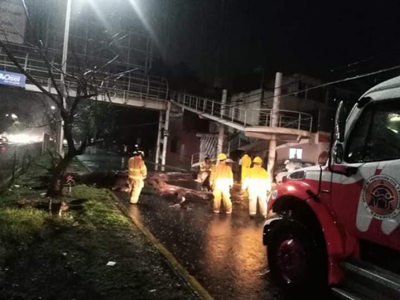 Árboles caídos y posibles inundaciones reporta PC