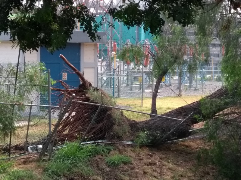 Árboles cayeron por lluvia