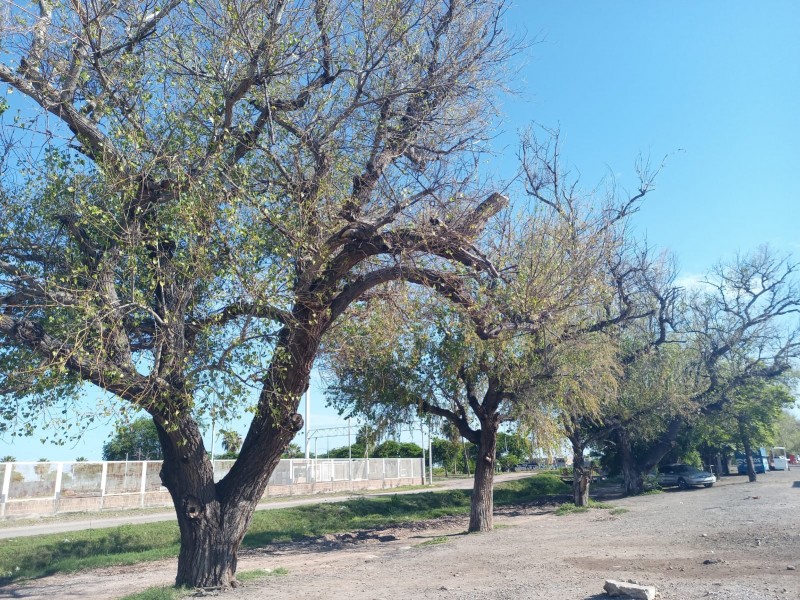 Árboles de los álamos afectados por hongo ''Alternaria''