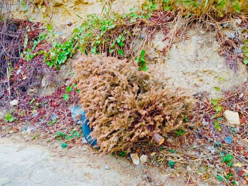 Árboles de navidad arrojados a zonas públicas