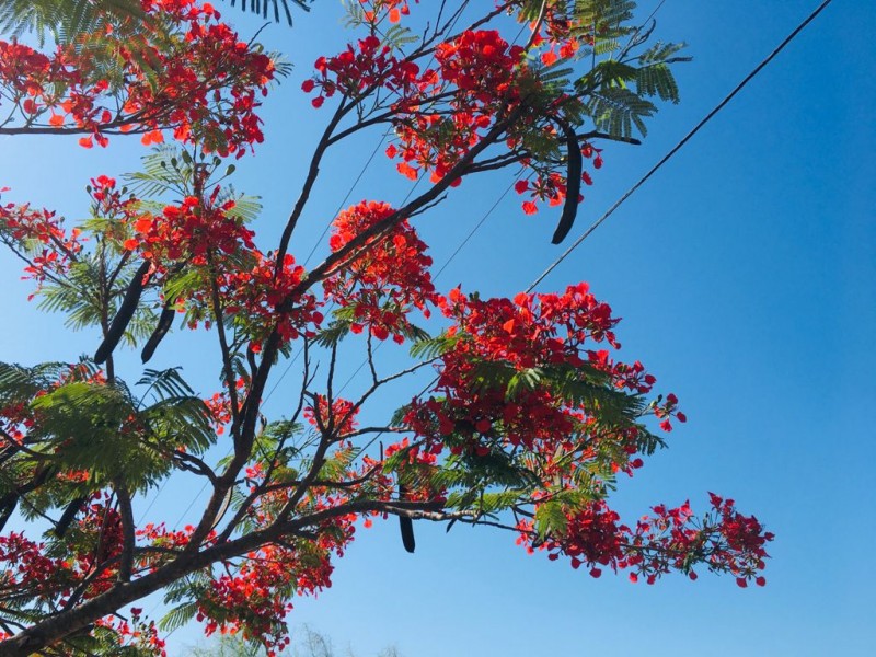 Árboles de Tabachín florecen en la ciudad de Los Mochis