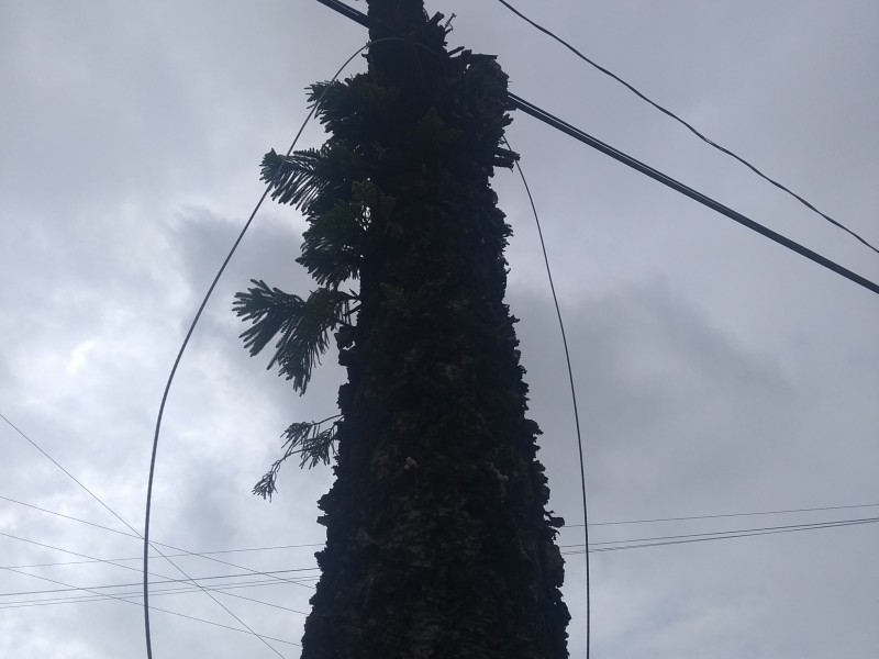 Árboles en mal estado, verdadero riesgo durante temporal