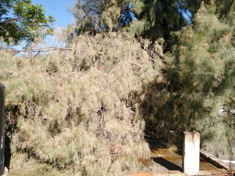 Árboles, ramas y 2 bardas caídas por lluvias