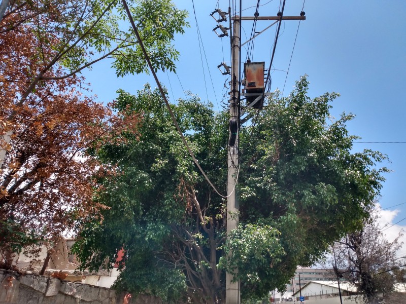 Árboles sin mantenimiento generan peligro en Av. México