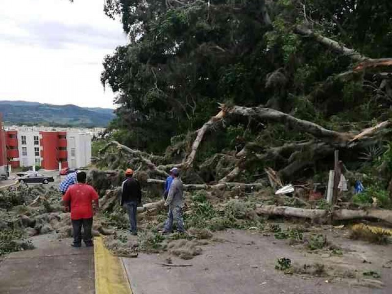 Árboles y semáforo derribados en Xalapa por FF#10