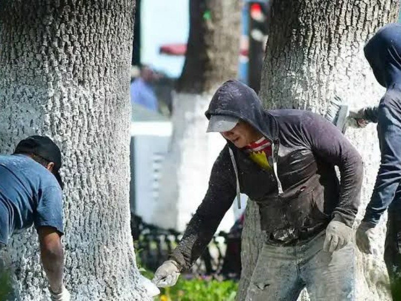 Arborismo Ciudadano critica reformas que permiten cal en árboles