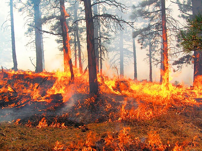 ¡Arde México! Conafor reporta 116 incendios forestales