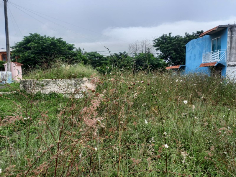 Áreas verdes llenas de maleza en El Coyol