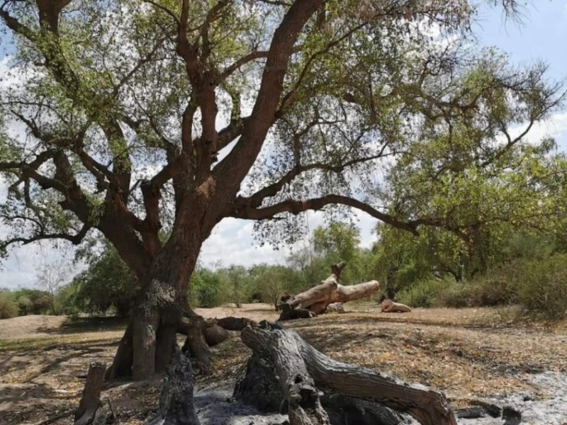 Áreas verdes se secan, el daño colateral de la sequía