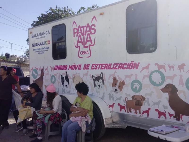 Arman campaña de esterilización de mascotas