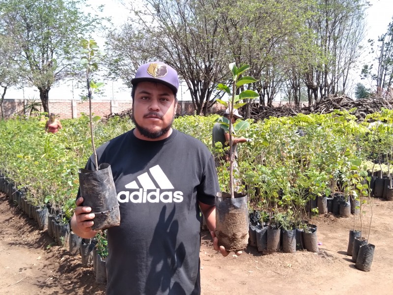 Arranca campaña de donación de árboles frutales para productores jaconenses