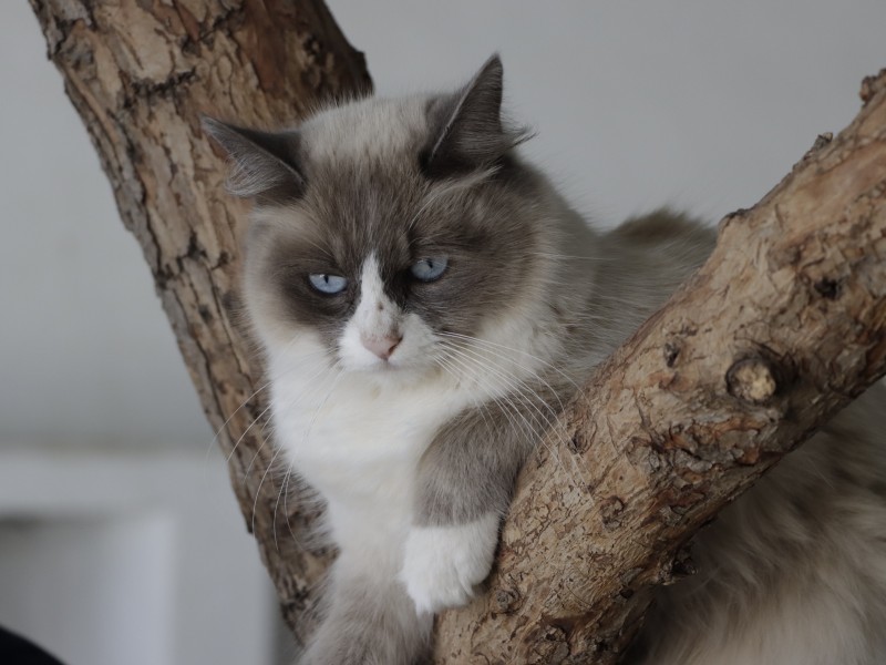 Arranca campaña de esterilización para gatos