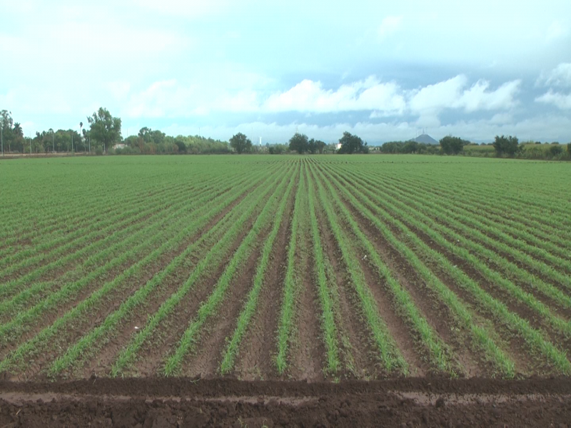 Arranca ciclo agrícola O-I con siembra de hortalizas en Sinaloa