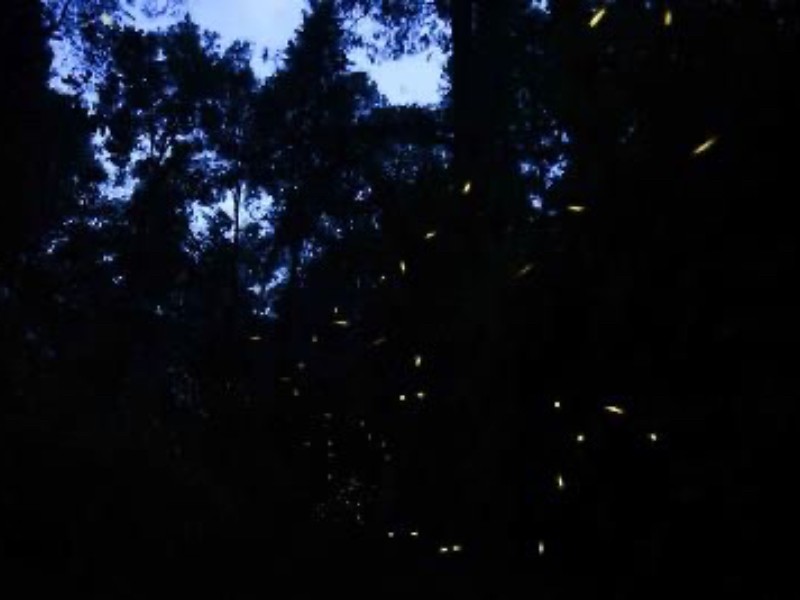 Arranca el Festival Internacional de las Luciérnagas en Amecameca