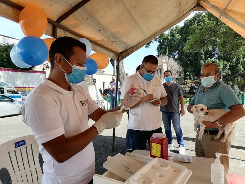 Arranca jornada de vacunación antirrábica en Morelia
