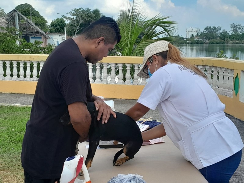 Arranca jornada de vacunación antirrábica en Tuxpan