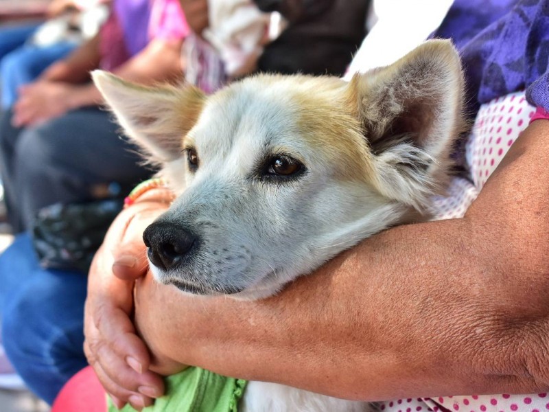 Arranca Programa de Esterilización Gratuita en Comunidades