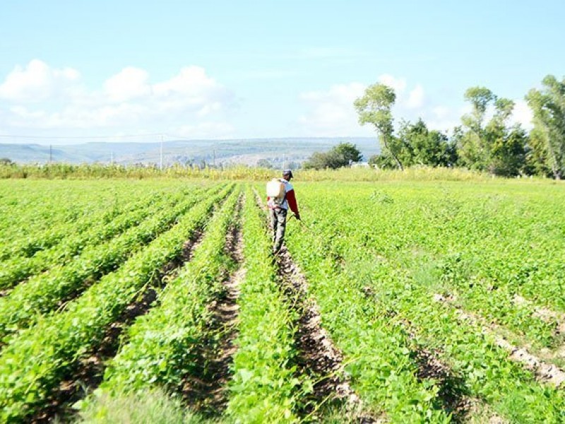 Arranca programa de gobierno para productores de frijol