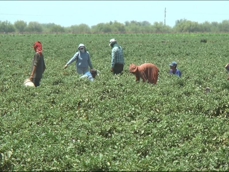 Arranca siembra de hortalizas en el Valle del Mayo