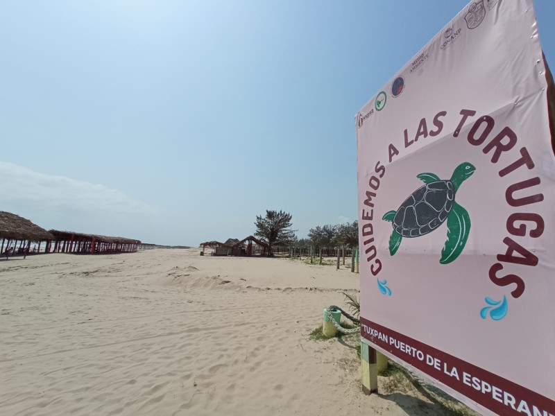 Arranca temporada de anidación de tortugas en playas de Tuxpan