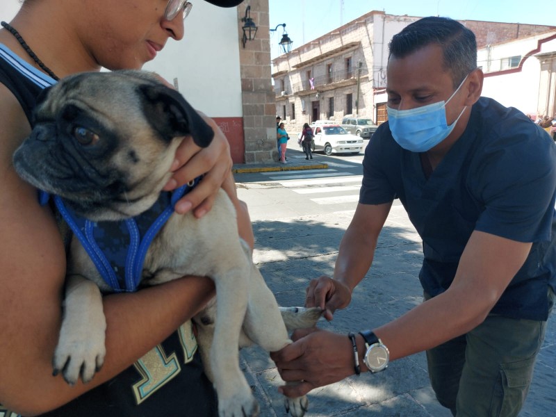 Arranca vacunación antirrábica para perros y gatos