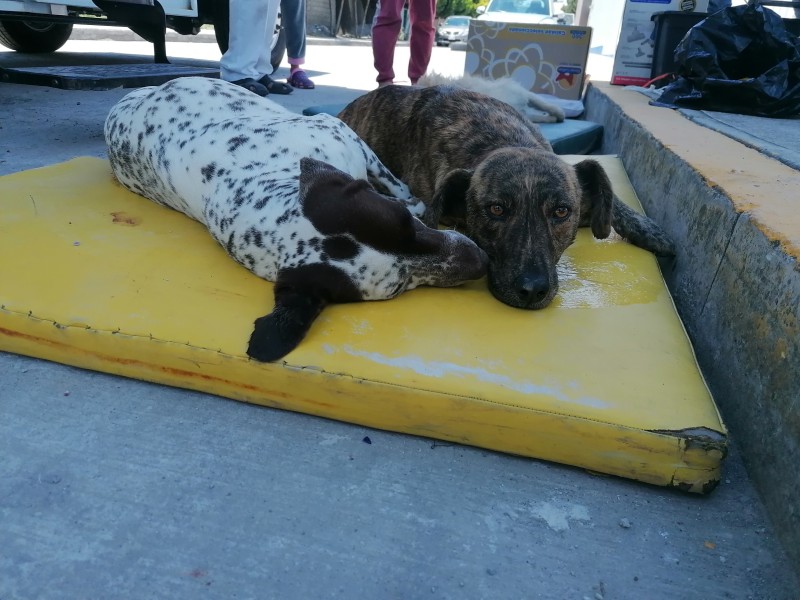 Arrancan campañas de esterilización