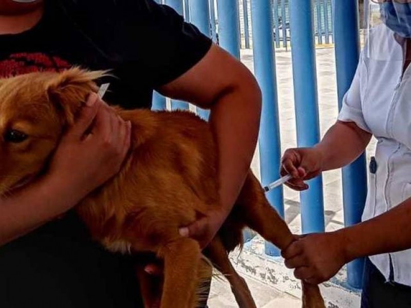 Arrancará  Jornada Nacional de Vacunación Antirrábica canina y felina