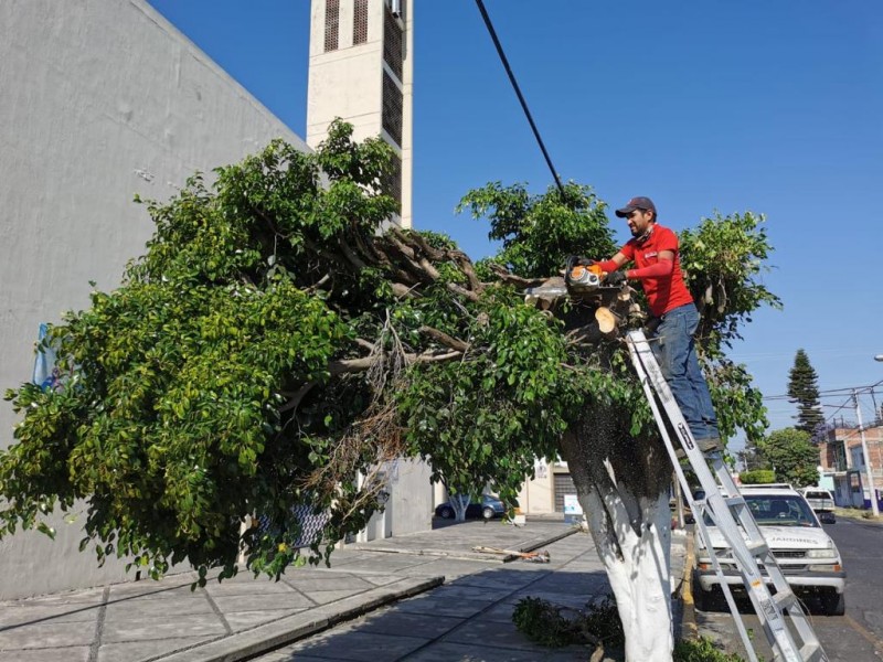 Arrancará poda de árboles para evitar incidentes por lluvias