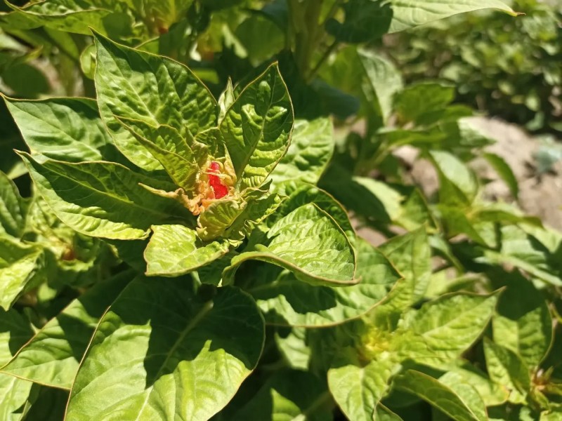 Arrancó siembra de flor de terciopelo, cempasúchil esperará