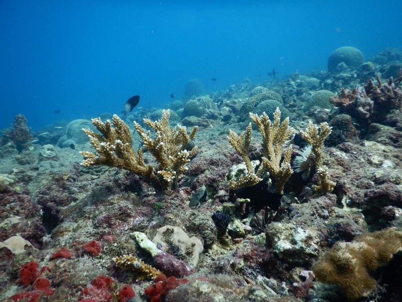 Arrecifes en Veracruz podrían desaparecer en 2050 por esta razón
