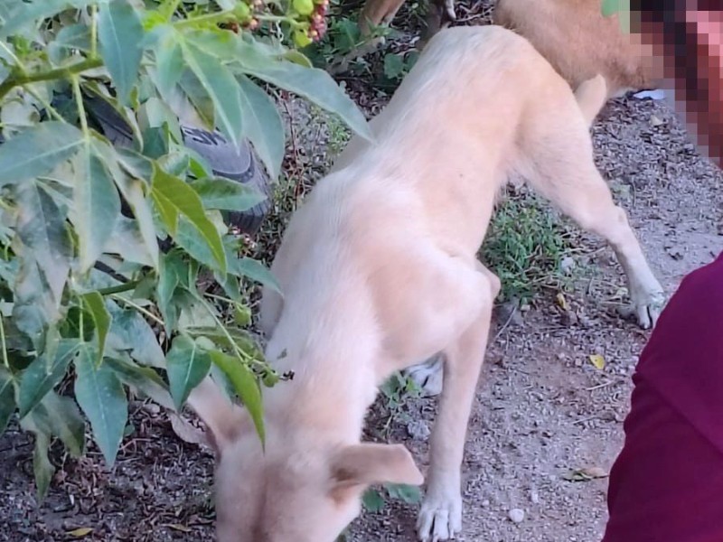 Arrestan a adulto mayor por maltrato y crueldad animal