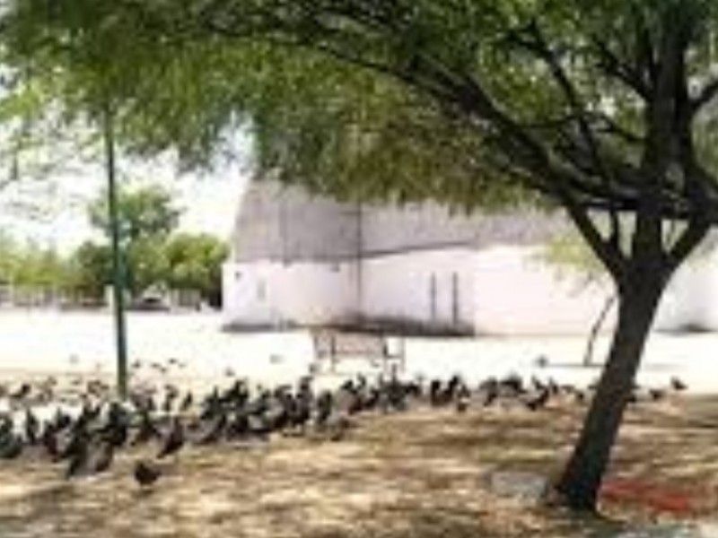 En Sonora arrestan a sujeto que atacó a policías