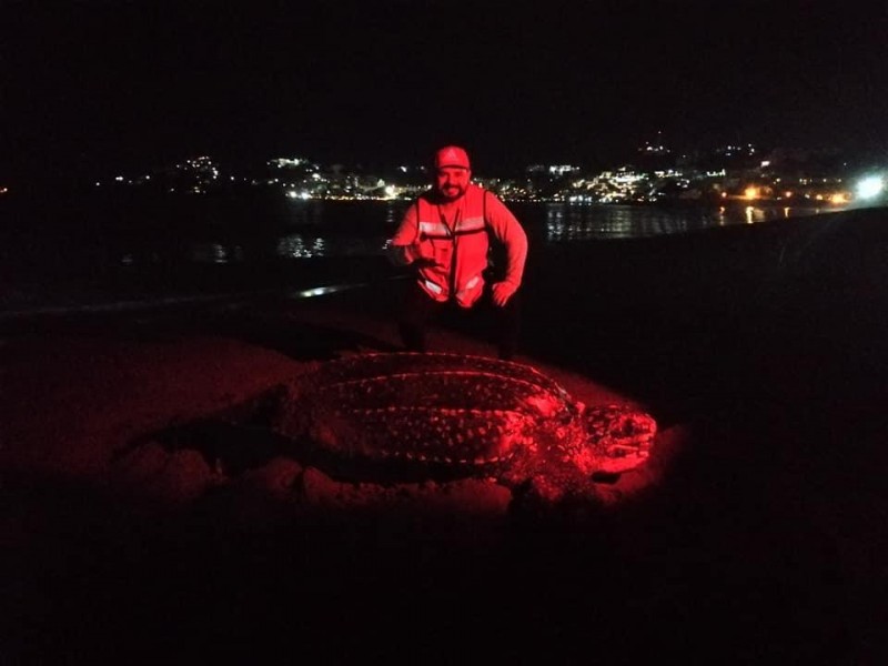 Arriba tortuga laúd a Manzanillo, fue protegida para desovar