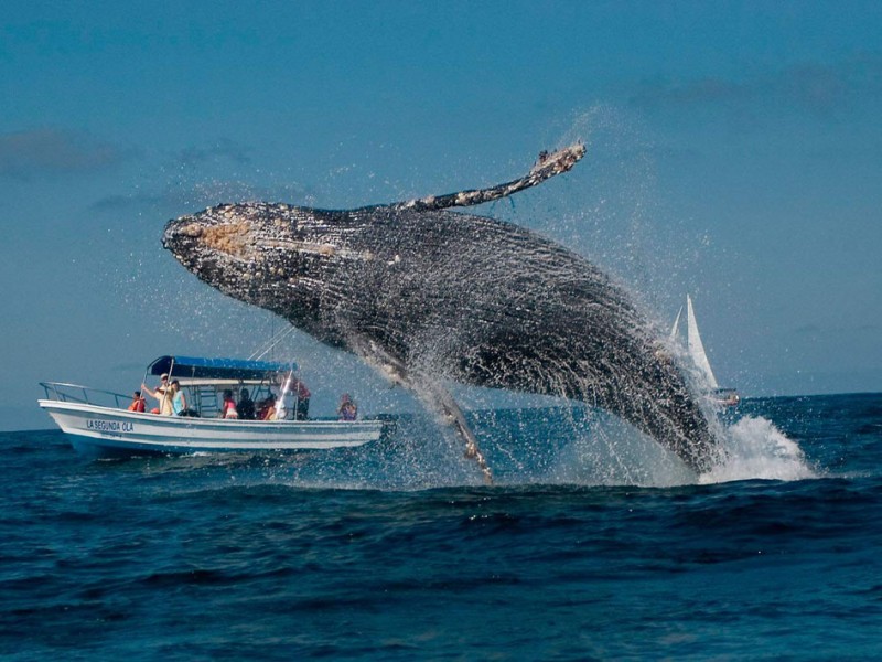 Arriban a Costa Grande primeras ballenas jorobadas