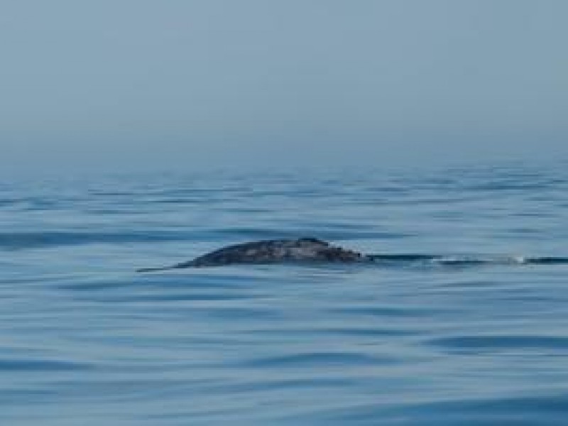 Arriban dos ejemplares de ballena gris