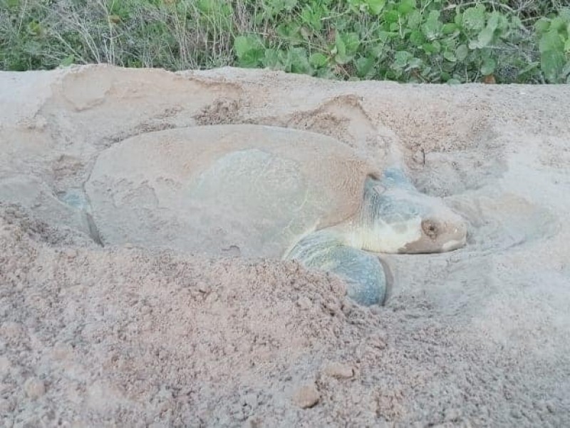 Arriban las primeras tortugas a las playas de Tuxpan