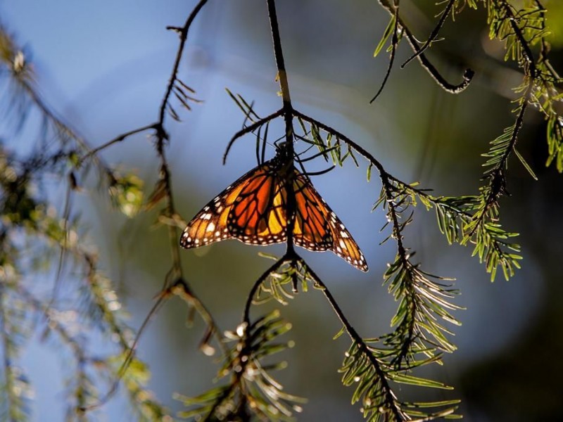 Arriban mariposas monarca a Michoacán