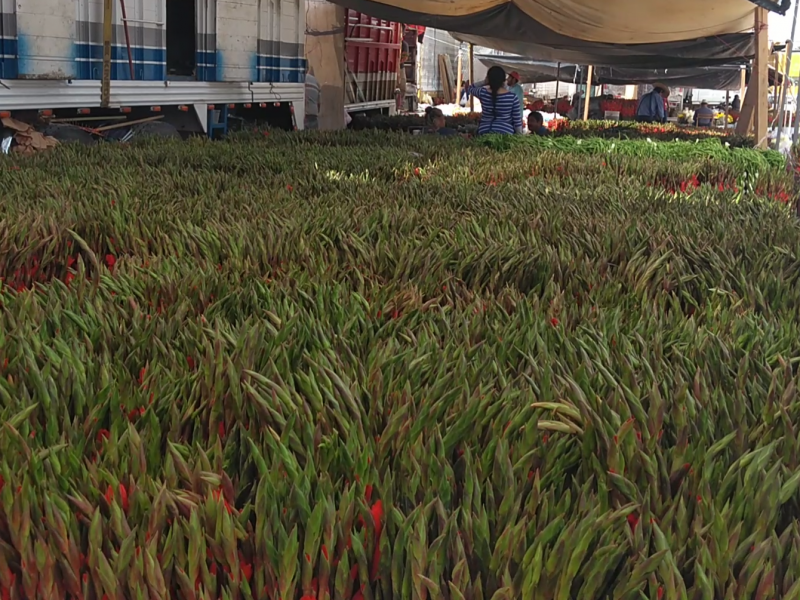 Arriban más de 100 toneladas de flor