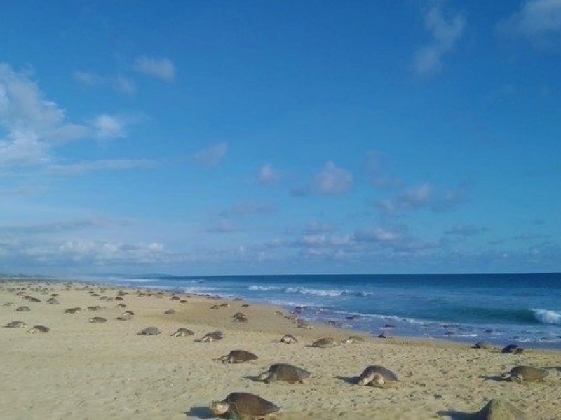 Arriban más de 900 mil tortugas golfinas a costas oaxaqueñas