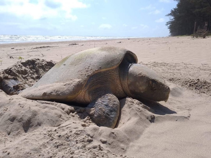 Arriban tortugas Loras a Playas Tuxpeñas
