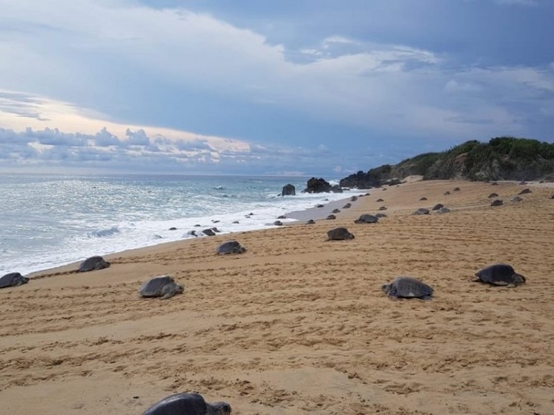 Arriban tortugas marinas a Michoacán